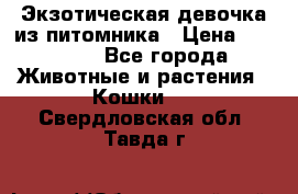 Экзотическая девочка из питомника › Цена ­ 25 000 - Все города Животные и растения » Кошки   . Свердловская обл.,Тавда г.